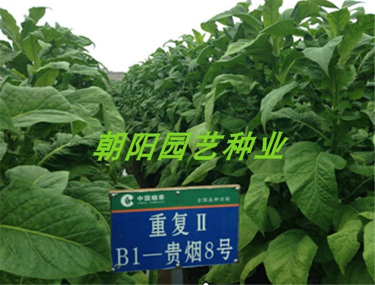 烟草种子 云烟87贵烟雪茄种子 国际高端烟草种 烟叶种子 发芽高