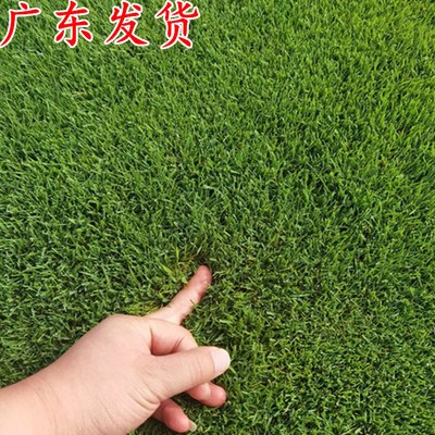 进口草坪种子护坡草籽四季青草坪庭院别墅绿化草种低矮耐践踏种子