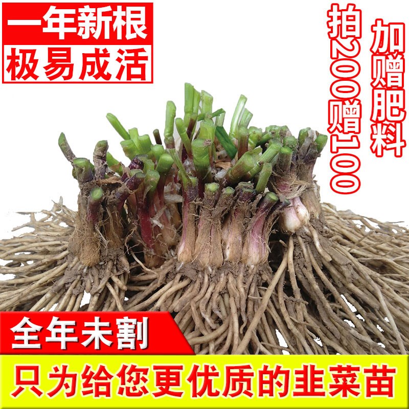 韭菜根苗 新鲜现挖宽叶四季盆栽种子紫红小韭菜籽头活苗蔬菜苗根