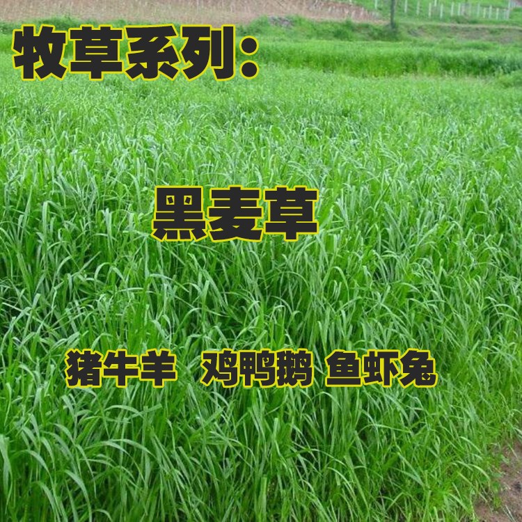 黑麦草子种四季再生养殖猪牛羊鹅鱼兔多年生牧草种子籽耐寒冬牧70