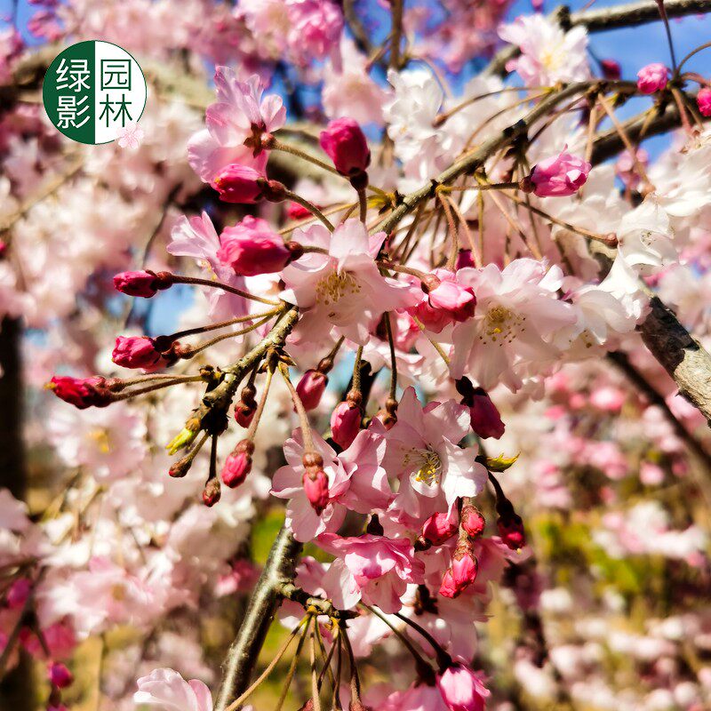 八重红枝垂樱嫁接红垂枝条阳春樱花树小苗庭院园林地栽樱花苗乔木