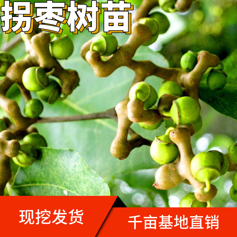 万寿果苗图片,万寿果树图片,果苗图片大全_大山谷图库