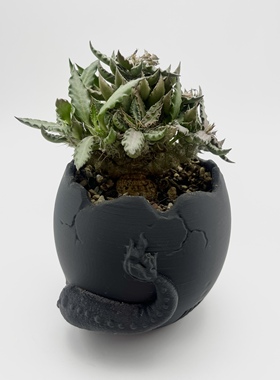 图拉大戟实生开花株 大戟科一物一拍 潮流块根植物耐旱多肉盆栽