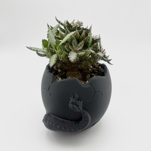 图拉大戟实生开花株 大戟科一物一拍 潮流块根植物耐旱多肉盆栽