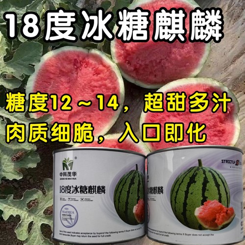 冰糖麒麟西瓜种8424甜脆多汁耐裂