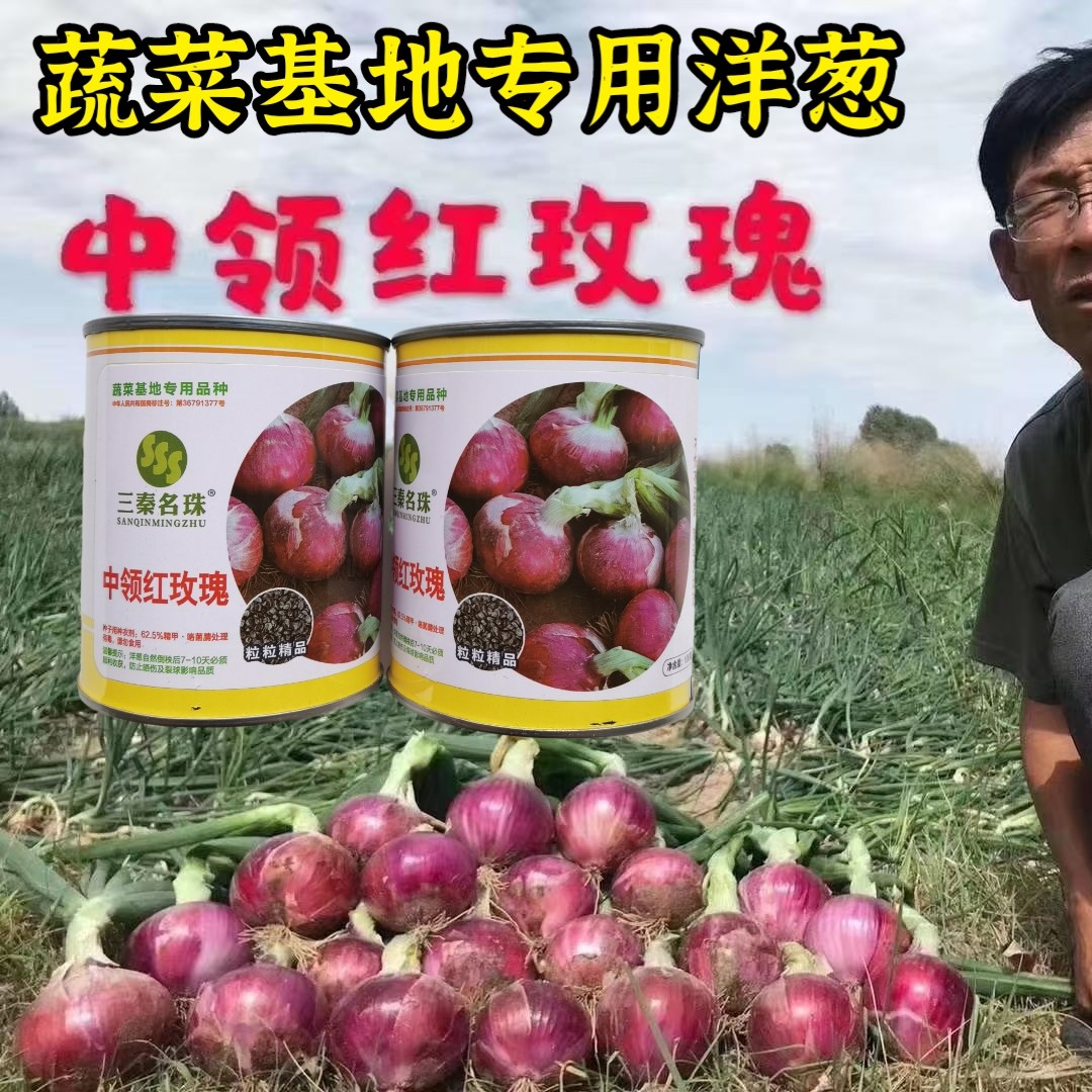 中领红玫瑰洋葱种子 中早熟紫红皮扁平桩洋葱种子抗病秋季大田籽