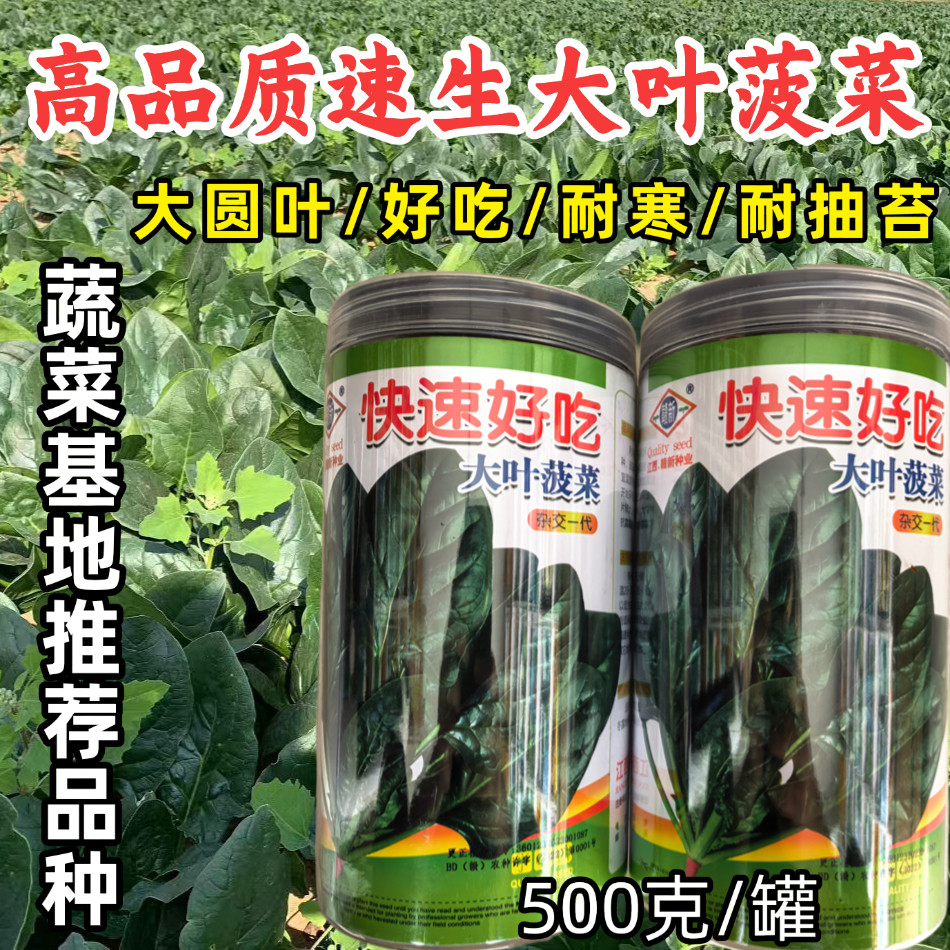 大叶菠菜种子红根好吃速生耐寒春秋农家大田越冬菠菜蔬菜种子籽孑