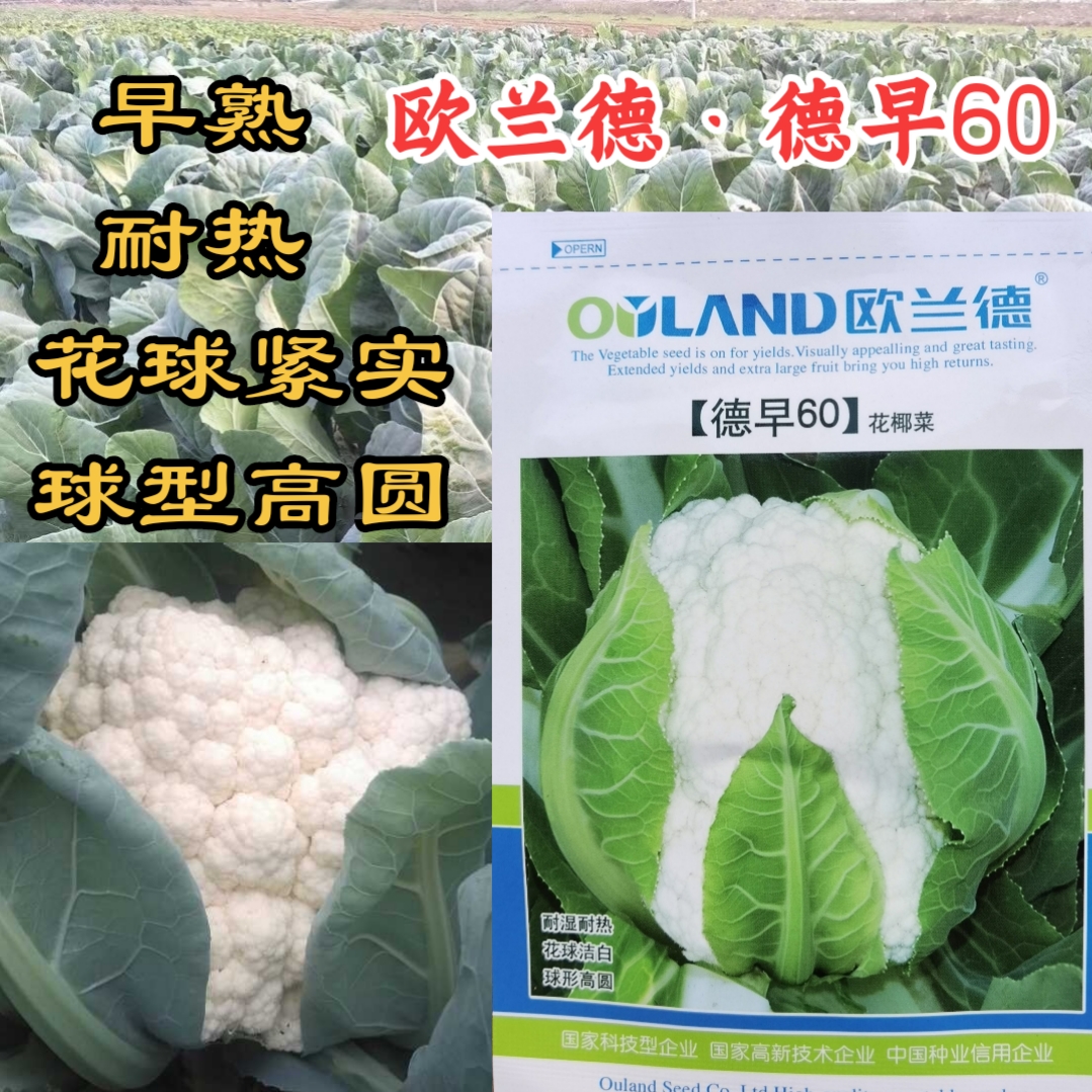 德早60实花菜早熟耐热紧花菜种子
