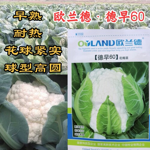 德早60实花菜早熟耐热紧花菜种子