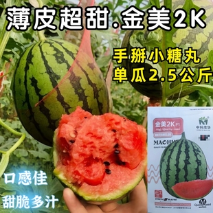 2K西瓜种子礼品小西瓜小糖丸皮薄沙瓤耐裂超甜吊瓜水果西瓜种籽子