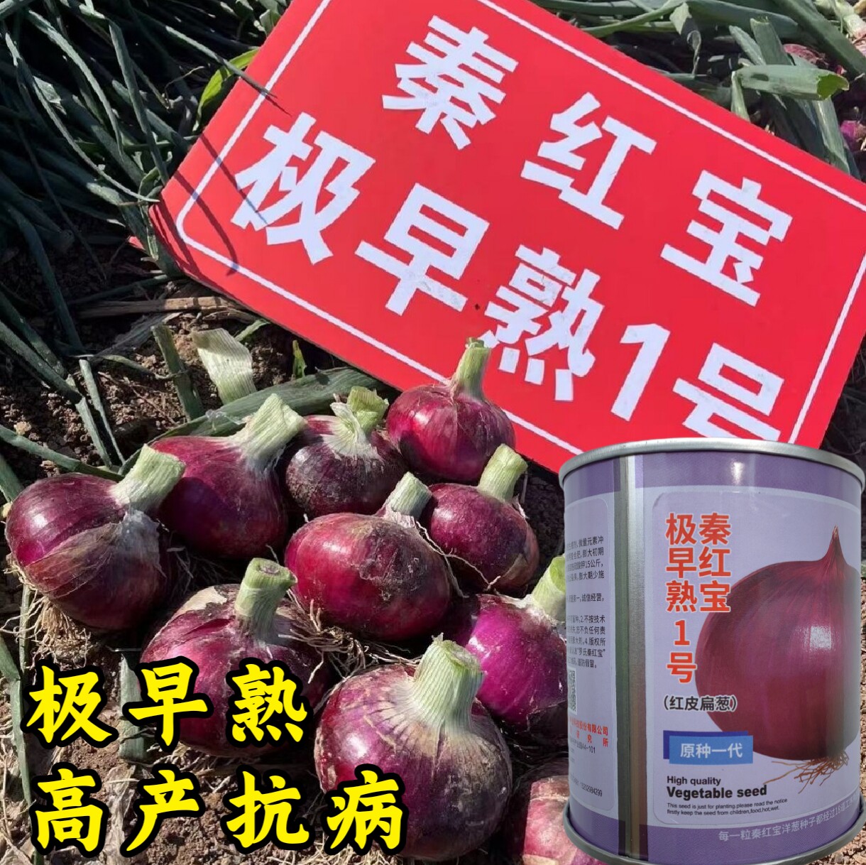 秦红宝极早熟1号洋葱扁平紫红皮