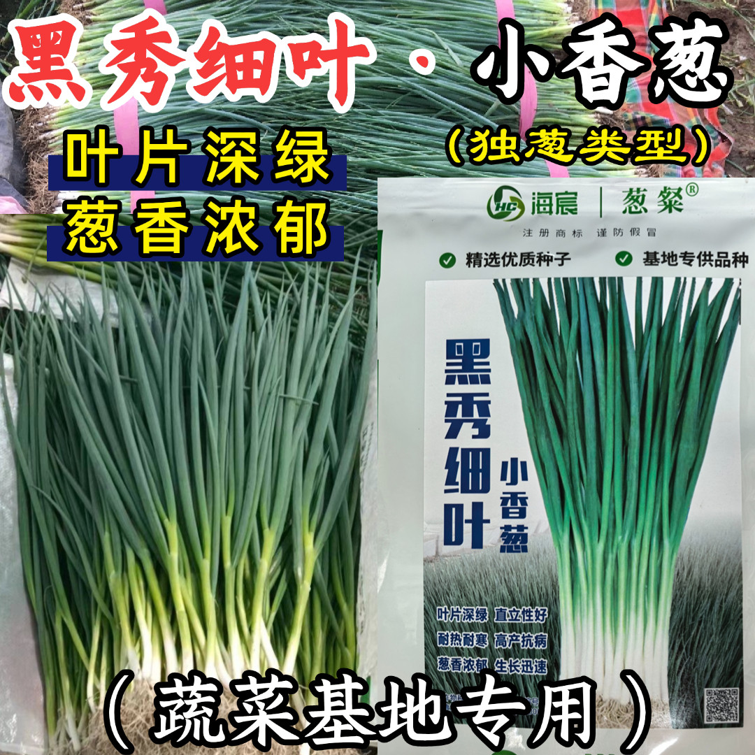 黑秀细叶香葱种子耐热耐寒黑叶葱小香葱独葱春夏秋蔬菜种子籽基地