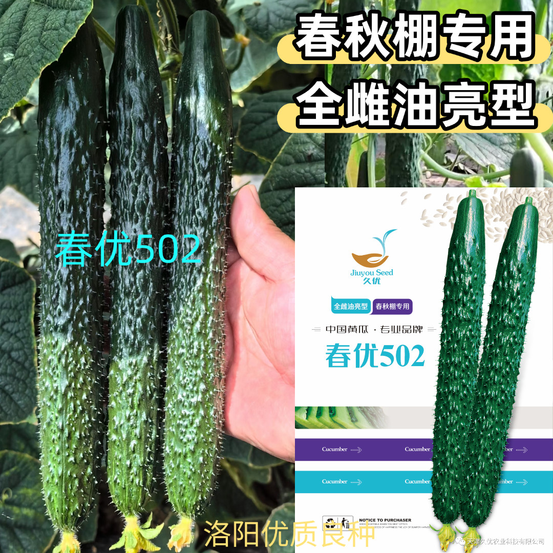 春优502黄瓜种子全雌油亮黑绿皮绿肉瓤顺直短把春秋棚黄瓜种子籽