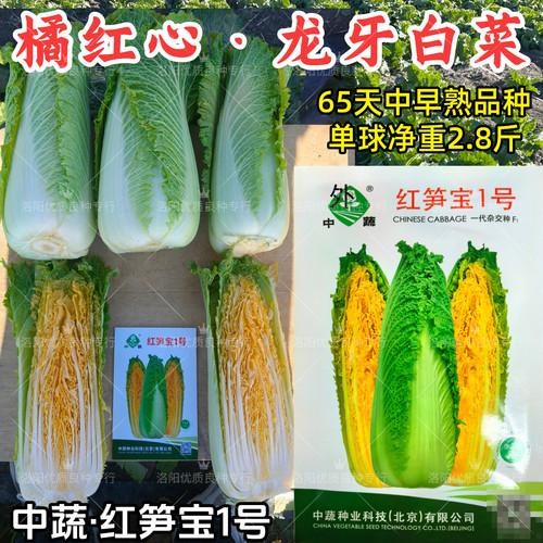 红笋宝1号龙牙白菜种子橘红心拧抱炮弹型黄心秋播水果大白菜种子