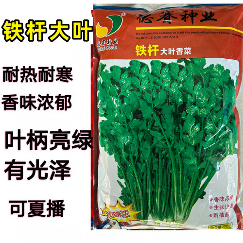 高产进口意大利香菜耐高温四季