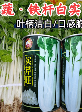 铁杆白实芹菜种子棉蔬实心白芹菜小香芹四川耐热四季西芹种子籽