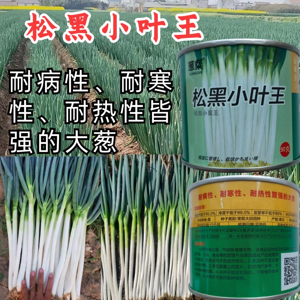 松黑小叶王大葱种子铁杆刚杆钢葱章丘大梧桐大葱种子籽孑耐寒耐热