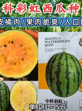 中科彩虹瓜西瓜种子礼品西瓜橙黄瓤橘肉皮薄冰淇淋口感西瓜种籽孑