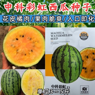 中科彩虹瓜西瓜种子礼品西瓜橙黄瓤橘肉皮薄冰淇淋口感西瓜种籽孑