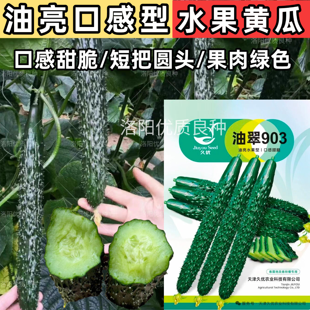 油翠903黄瓜种子水果型油亮密刺强雌绿肉芯口感型甜脆黄瓜种子籽