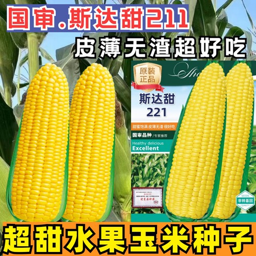 斯达甜211甜玉米种子超甜水果玉米种子皮薄无渣爆浆甜脆玉米种籽