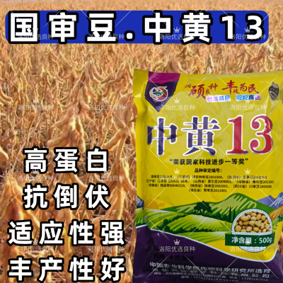 中黄13黄豆种子国审大豆种子抗倒伏耐旱高产抗病春夏播大豆种子籽