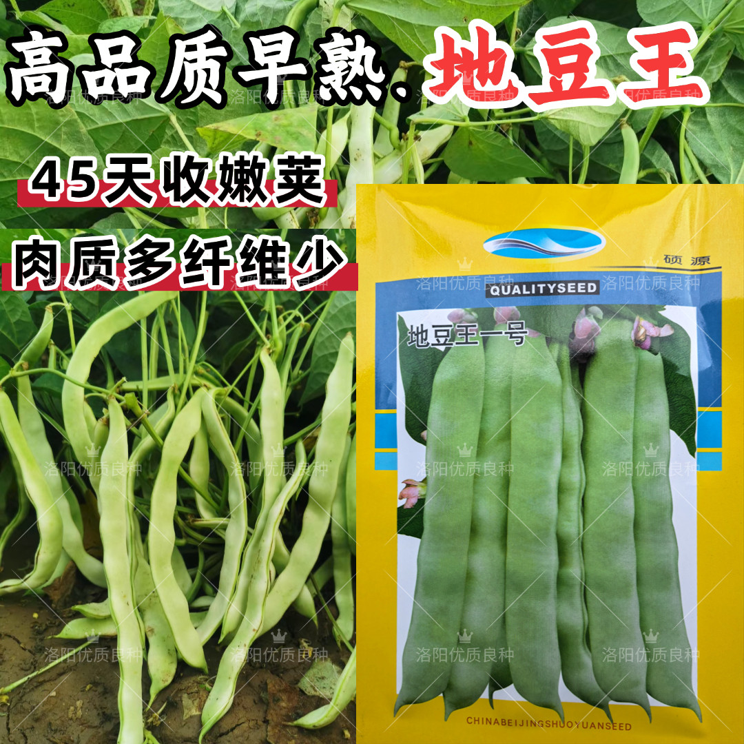 地豆王种子早熟矮生不搭架无蔓芸豆四季豆角籽春秋季菜园蔬菜种孑