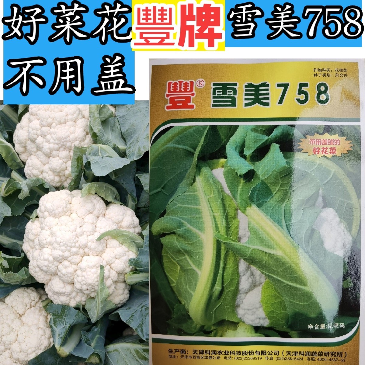 紧花菜菜花种子耐热不用盖自覆
