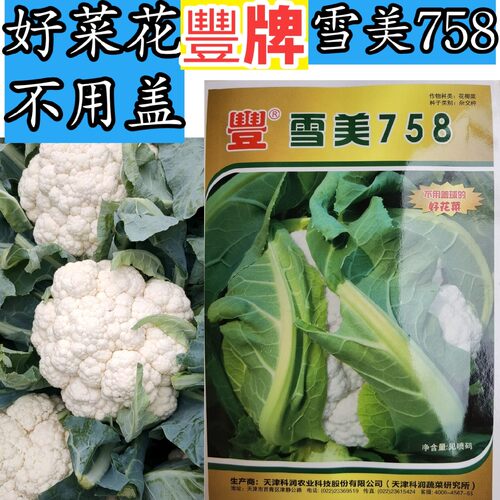 紧花菜菜花种子耐热不用盖自覆
