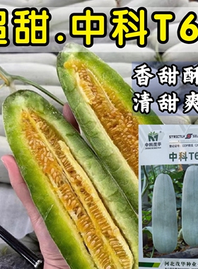 中科T61甜瓜种子超甜羊角蜜种籽博洋61甜脆酥甜绿肉甜瓜种子籽孑