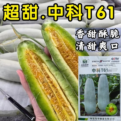 中科61甜瓜种子羊角蜜甜瓜博洋61