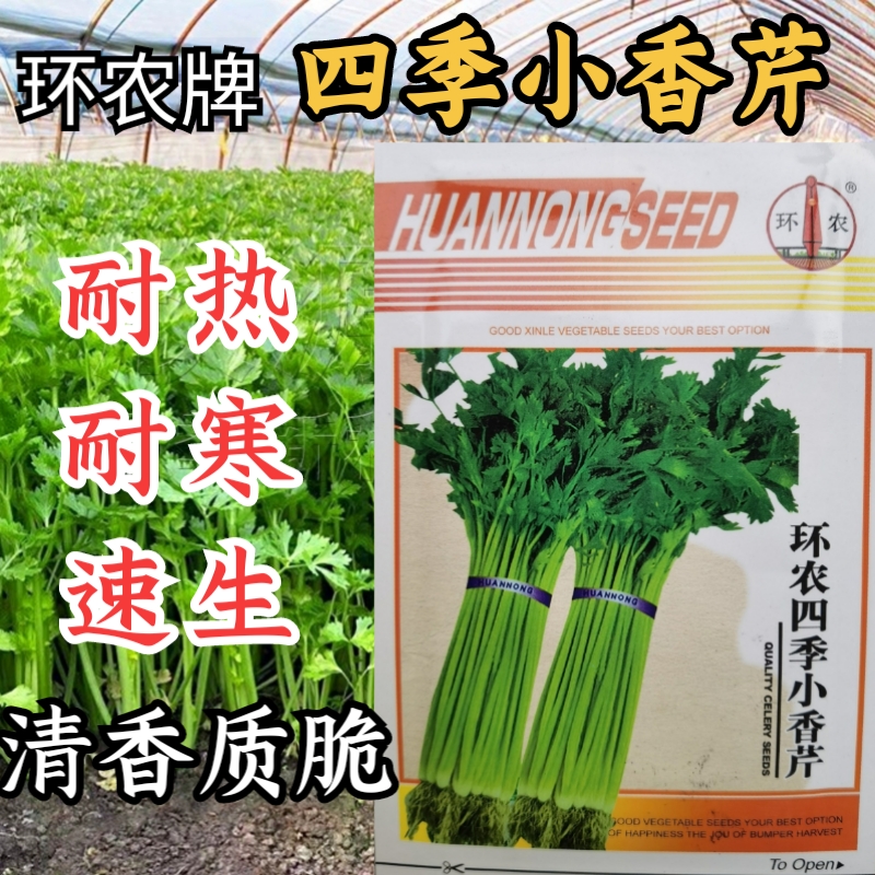 四季小香芹黄嫩无纤维筋耐热耐寒