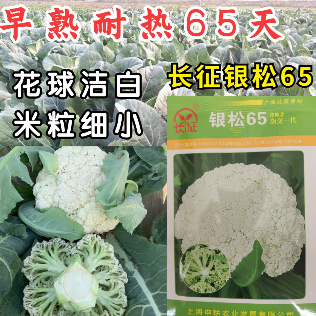 银松65松花菜种子早熟耐湿热65天青梗小米粒松花菜花椰菜种子籽孑