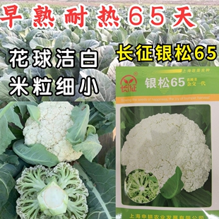 银松65松花菜种子早熟耐湿热65天青梗小米粒松花菜花椰菜种子籽孑