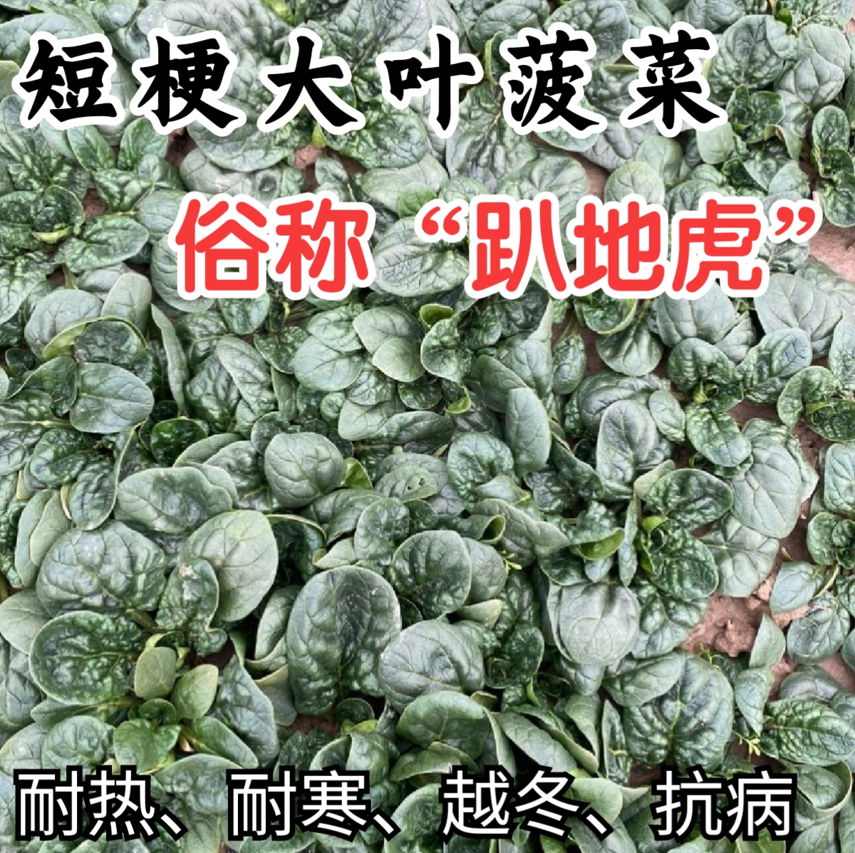 趴地菠菜耐寒越冬爬地短梗大厚叶