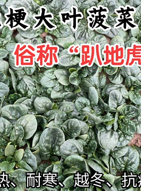 趴地菠菜种子 川崎6号短梗大厚叶耐热耐寒越冬爬地菠菜蔬菜种籽孑