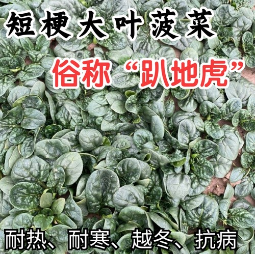 趴地菠菜耐寒越冬爬地短梗大厚叶