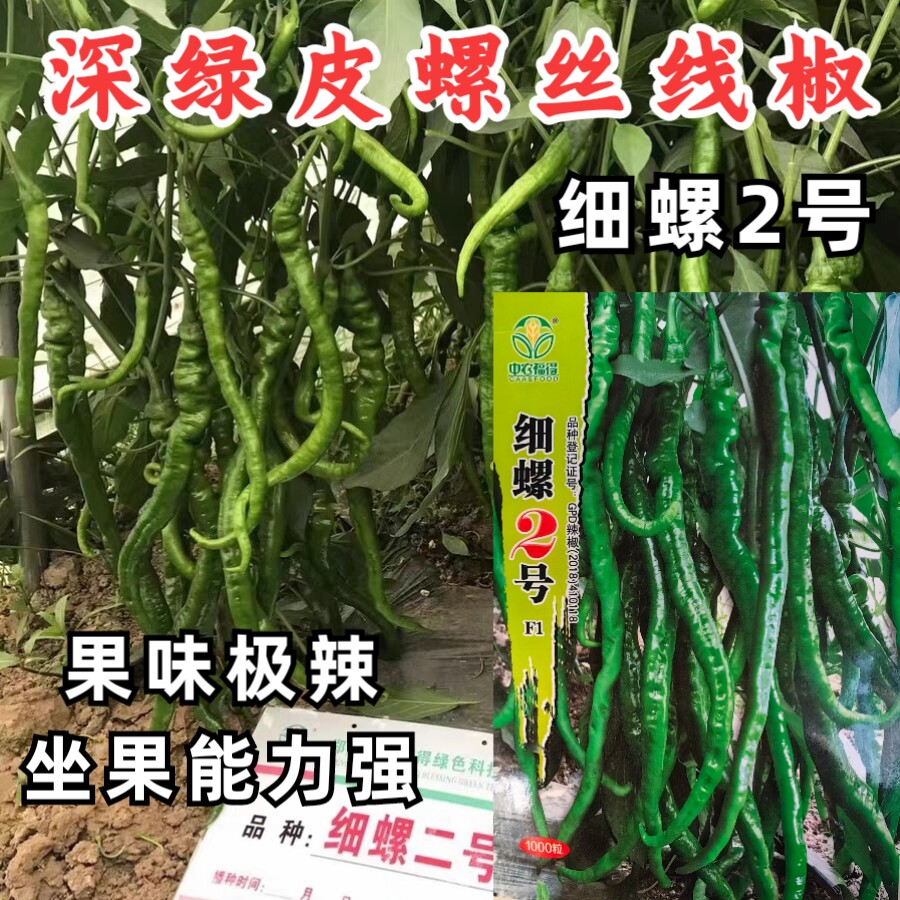 黑深绿皮细螺丝线椒特辣极辣特长