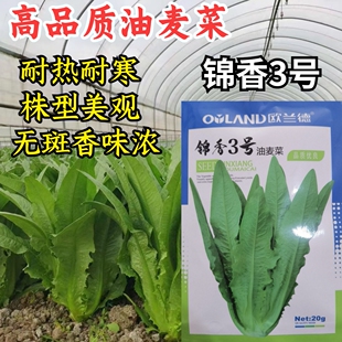 锦香3号无斑油麦菜种子 欧兰德耐热耐寒四季香油麦菜蔬菜种子籽孑