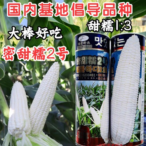 甜糯糯玉米糯玉米种子晓富