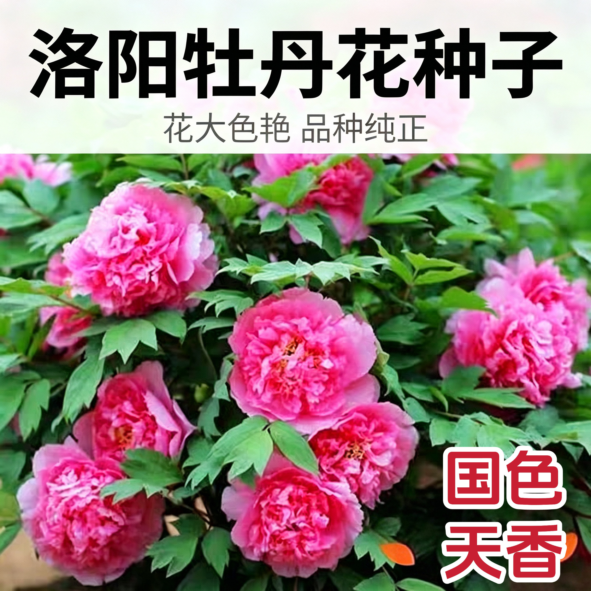 洛阳牡丹花种子四季盆栽洋松叶大花重瓣牡丹芍药种子芍药蔬菜种子