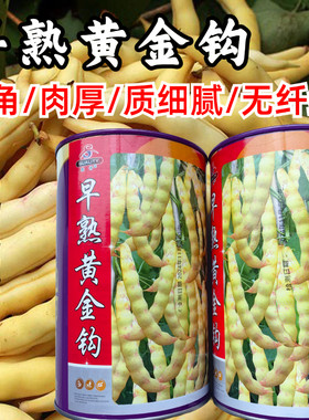 早熟黄金钩油豆种子春秋豆角黄色架豆芸豆东北特色蔬菜种籽子高产