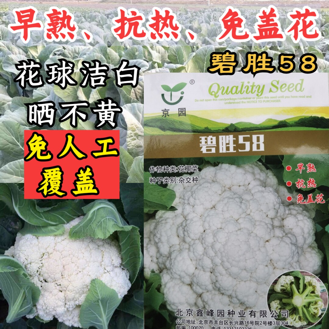 免盖花松花菜特早熟耐高温耐湿
