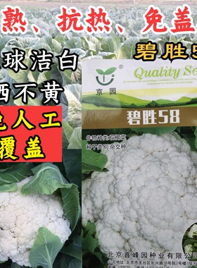免盖花松花菜种子碧胜58特早熟耐高温耐湿热免盖球松花菜菜花种子