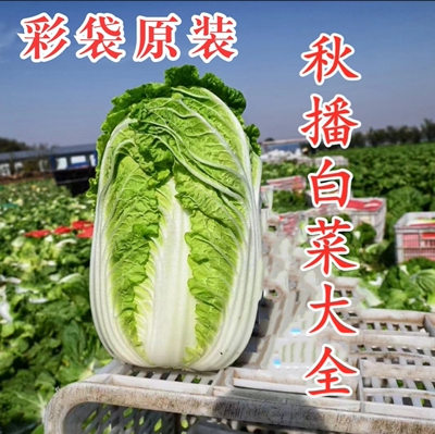 秋季真好吃大白菜中茂耐寒冬储