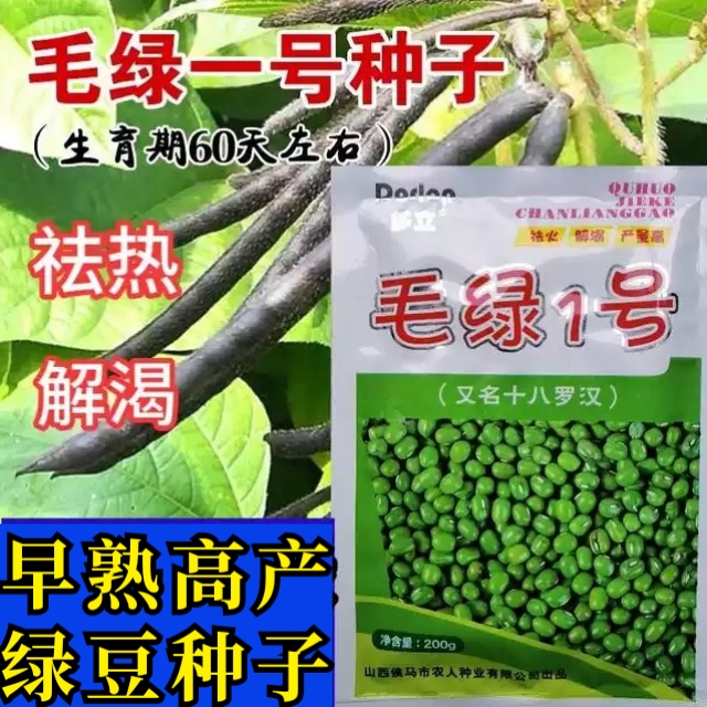 绿豆种子 毛绿一号绿豆种子 早熟高产耐高温养生五谷杂粮豆子种子