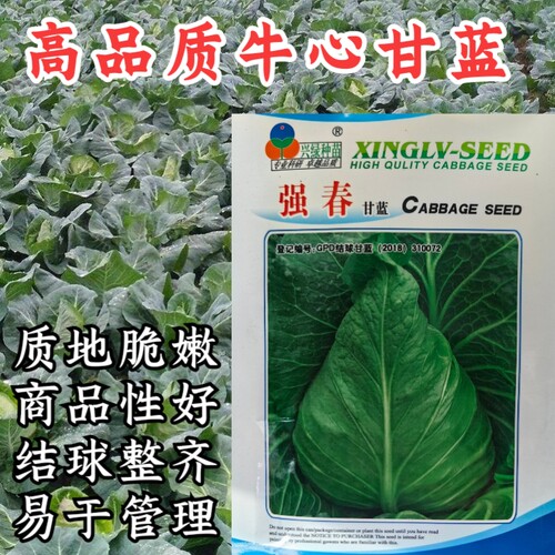 牛心甘蓝强春甘蓝春秋卷心菜包菜