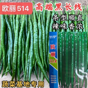 欧丽514线椒种子欧兰德加长黑皮墨绿深绿顺直黑线椒高辣辣椒种子