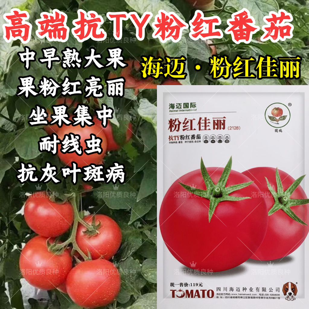 粉红佳丽番茄种子大果粉果抗YT中早熟高产抗病强硬果西红柿种子籽