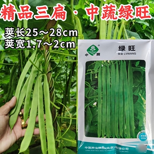 中蔬绿旺扁豆种子三扁扁豆青绿架芸豆春秋抗病高产豆角蔬菜种籽孑